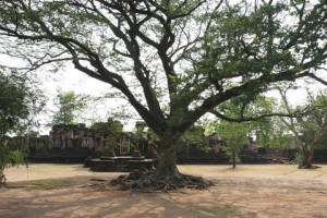 mid_2010-Mar-Thailand-092-Phimai-Grosser_Baum