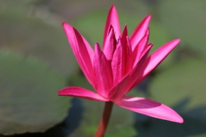 mid_2010-Mar-Thailand-122-Nang_Rong-Blume_1